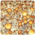 Псилоцибиновые (галлюциногенные)  грибы Psilocybin "Golden Teacher" в Таштаголе