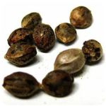 Семена марихуаны АК-47  (Seeds AK-47) в Таштаголе